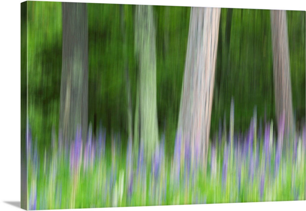 Abstract artistic blur of trees and lupine blossoms. USA, Wisconsin.