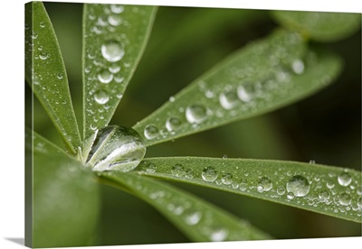 Lupine Leaves And Raindrops, Olympic National Park, Washington State