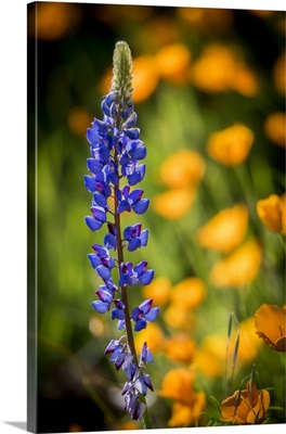 Lupines And Poppies Are Two Common Wildflower That Grow Together