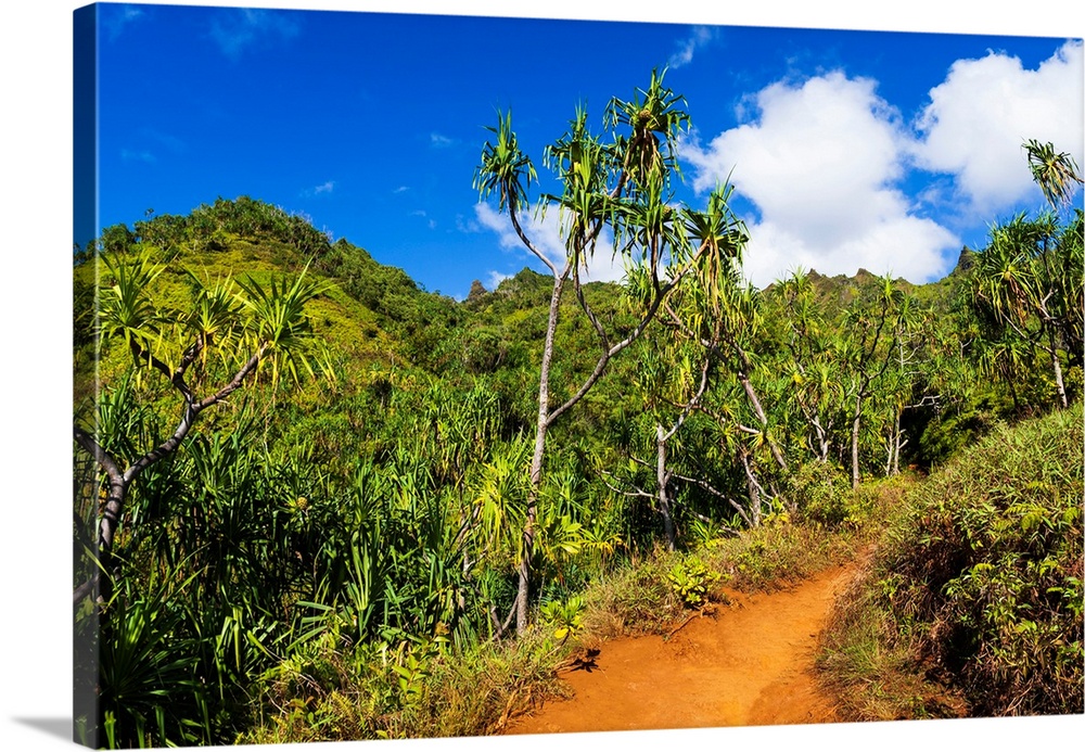 Lush vegitation along the Kalalau Trail on the Na Pali Coast, Island of Kauai, Hawaii USA