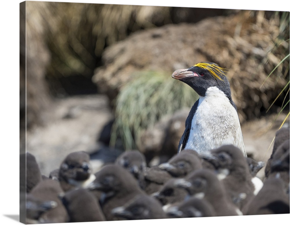 Macaroni Penguin in colony of Southern Rockhopper Penguins on Bleaker Island, Falkland Islands.
