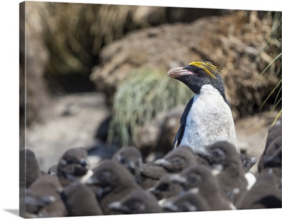 Macaroni Penguin In Colony Of Southern Rockhopper Penguins, Falkland Islands