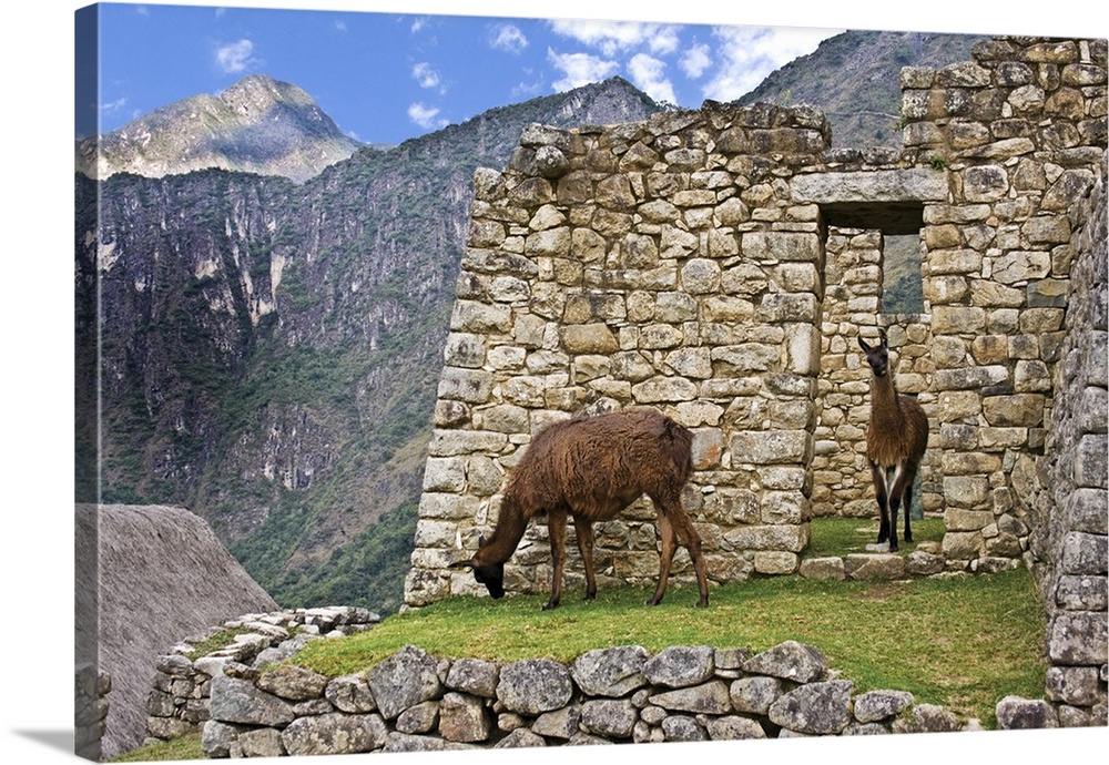 Machu Picchu, Peru, Llamas graze in the ruins of the ancient Lost City of the Inca.