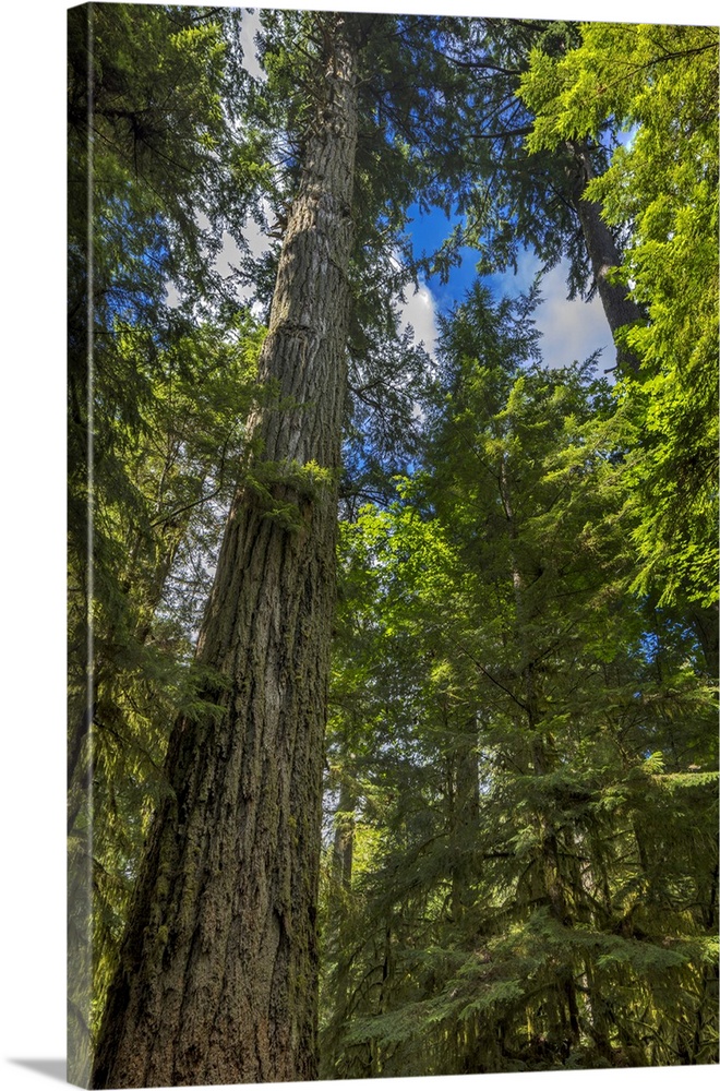 Tall and ancient douglas fir tree in MacMillan Provincial Park Cathedral Grove near Parksville, British Columbia, Canada