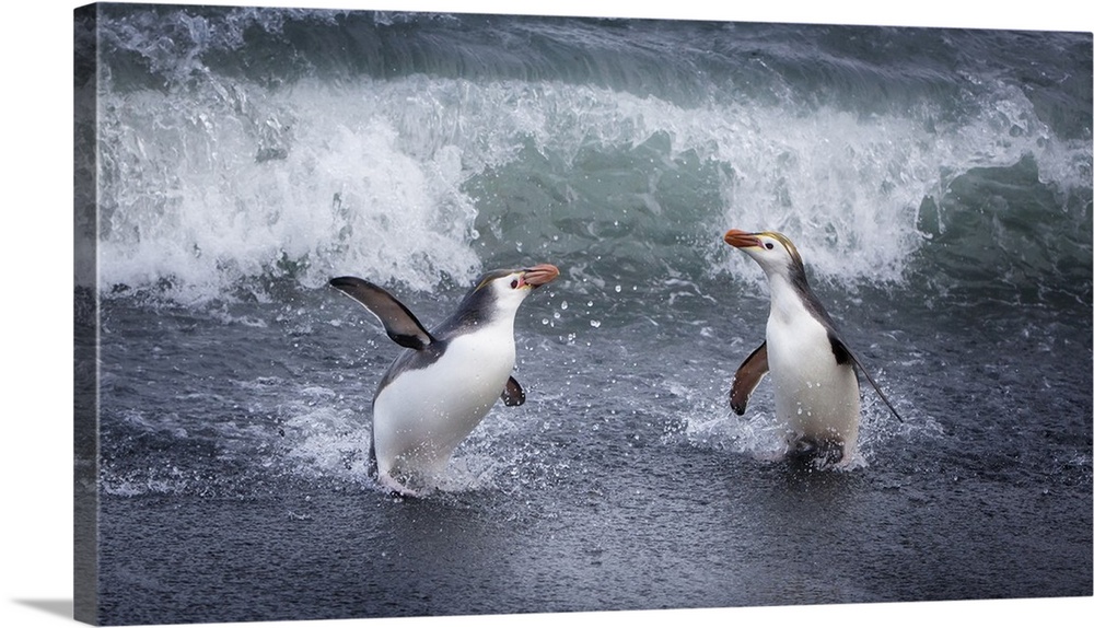 Macquarie Island, Australia. A pair of Royal penguins come ashore.