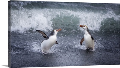 Macquarie Island, Australia, A pair of Royal penguins come ashore