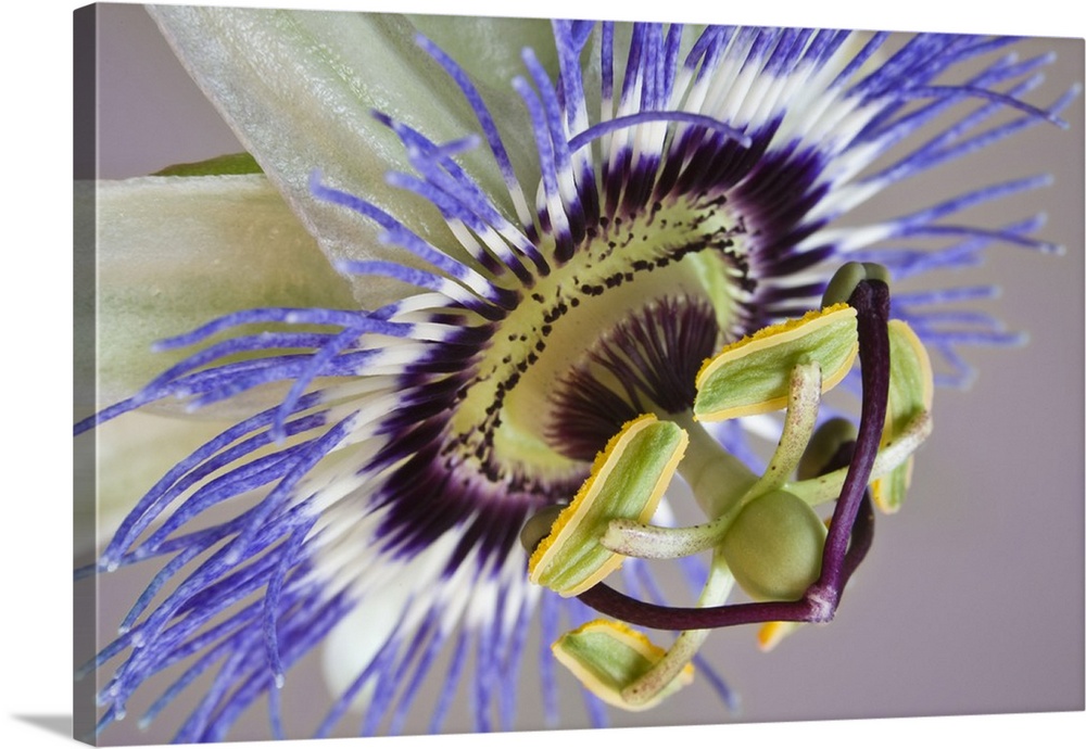 Macro of side view of passion flower.