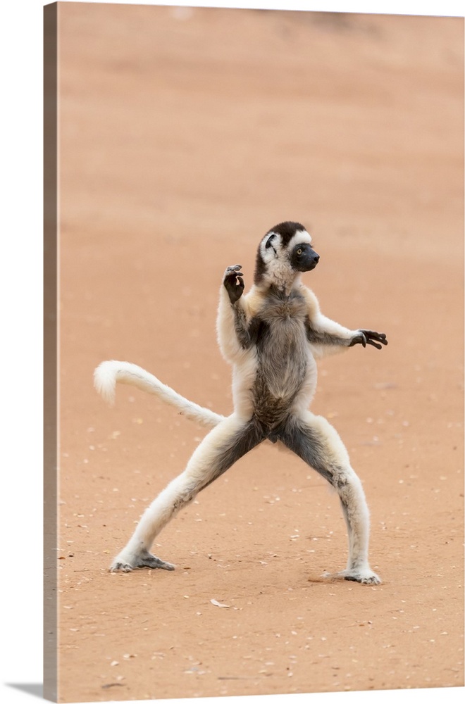 Madagascar, Anosy, Berenty Reserve, A Verreaux's Sifaka Dances