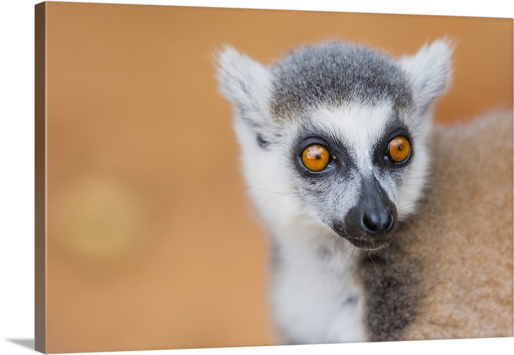 Madagascar, Berenty, Berenty reserve. Ring-tailed lemur.