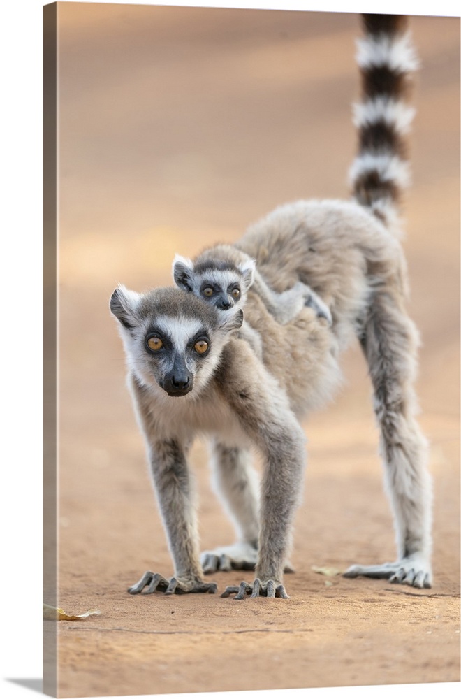 Madagascar, Berenty Reserve, A Ring-Tailed Lemur Baby Rides On The Back Of Its Mother