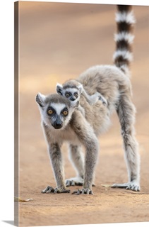 Lemur Wall Art & Canvas Prints | Lemur Panoramic Photos, Posters ...