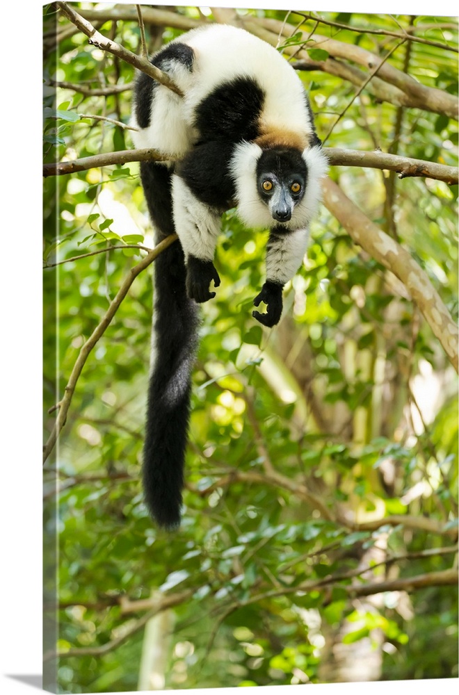 Madagascar, Lake Ampitabe, Akanin'ny Nosy Reserve, Ruffed Lemur In A Tree