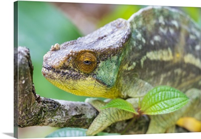 Madagascar, Marozevo, Peyrieras Reptile Reserve, Portrait Of A Parson's Chameleon
