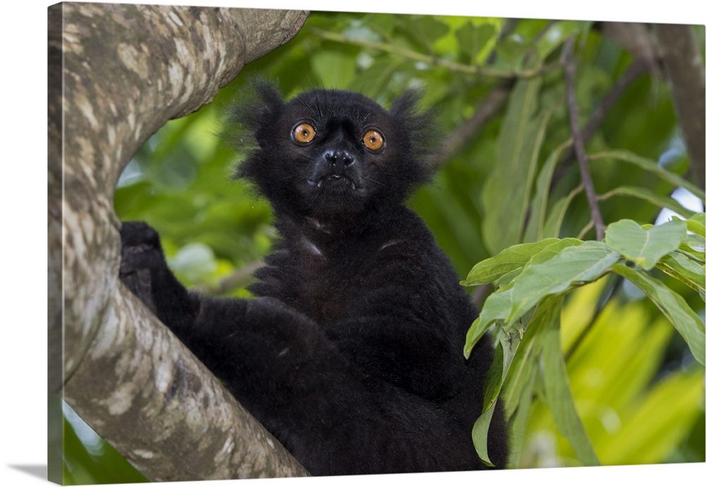 Madagascar, Nosy Be (Big Island) off the northwest coast of mainland Madagascar. Wild black lemur, male (Eulemur macaco).