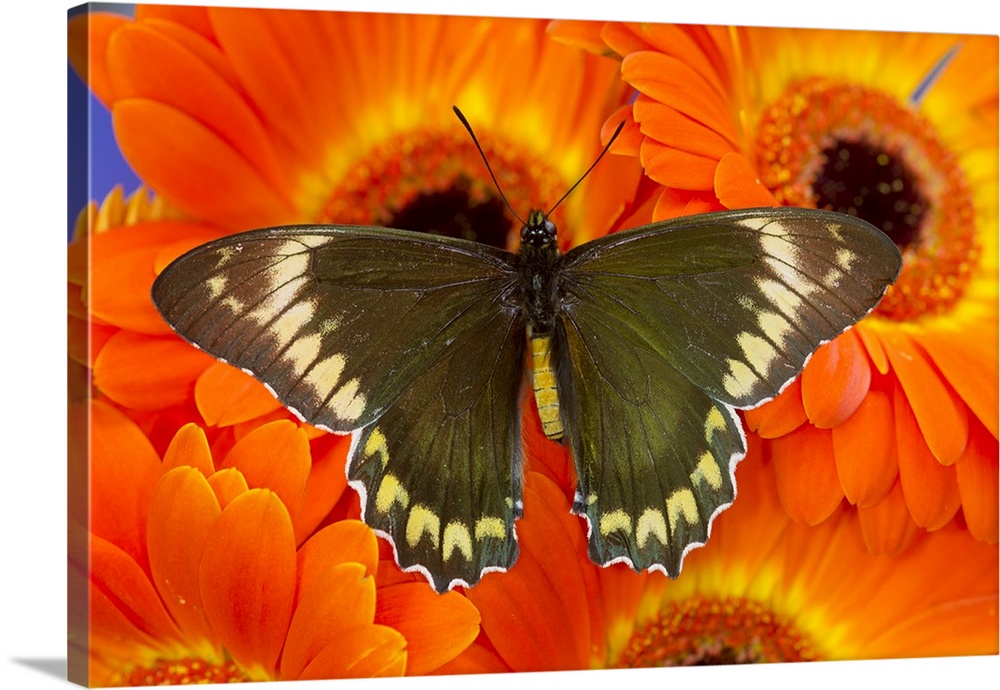Madyes Swallowtail Butterfly, Battus madyes buechi wings open.
