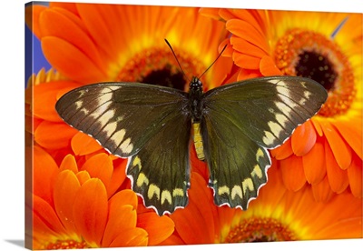 Madyes Swallowtail Butterfly, Battus madyes buechi wings open