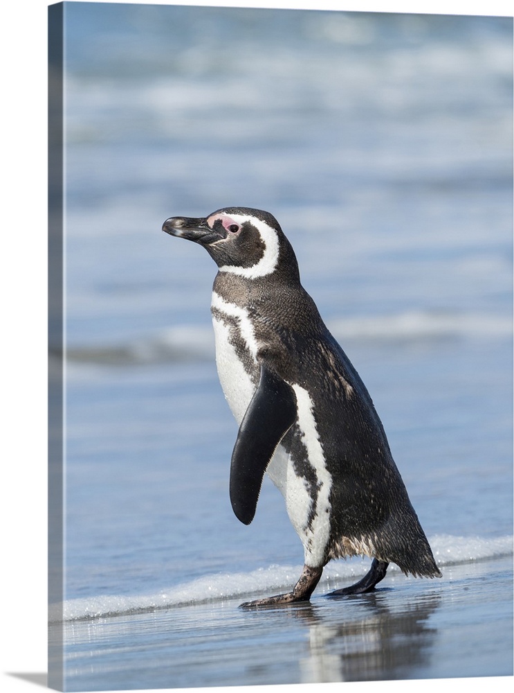 Magellanic Penguin, Falkland Islands.