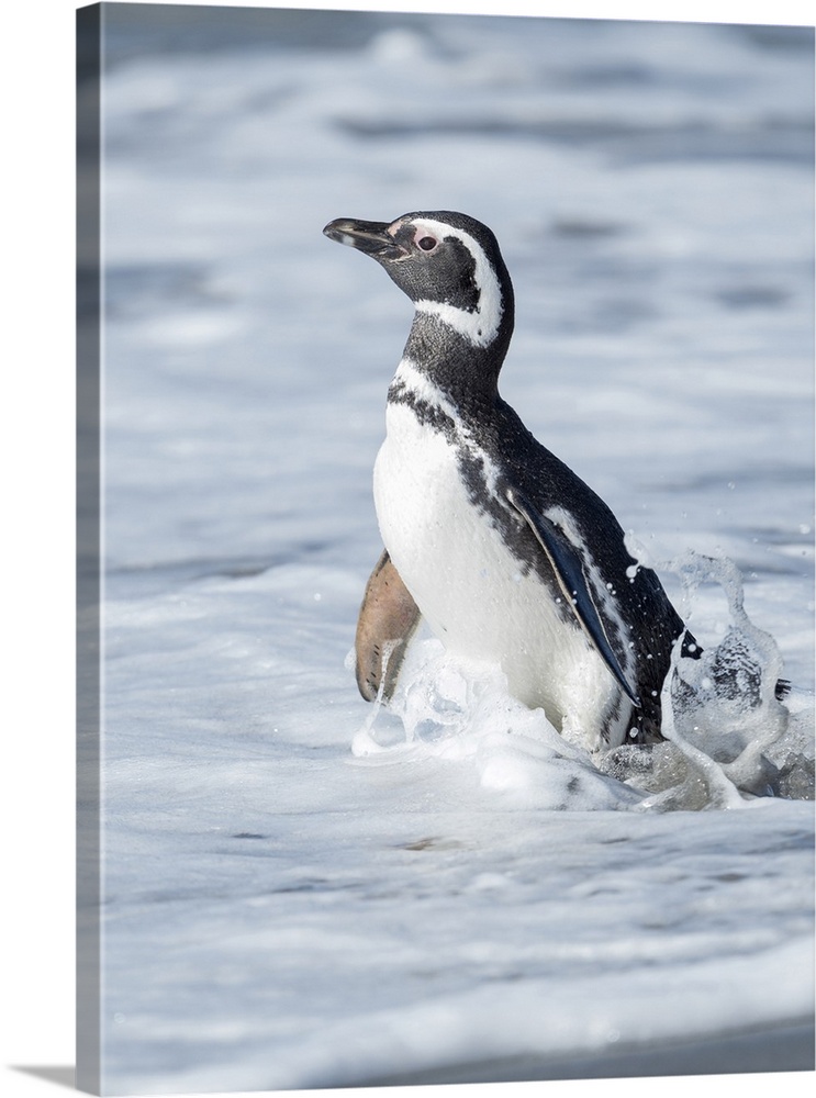 Magellanic Penguin, Falkland Islands.