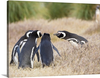 Magellanic Penguin Social Interaction And Behavior In A Group, Falkland Islands