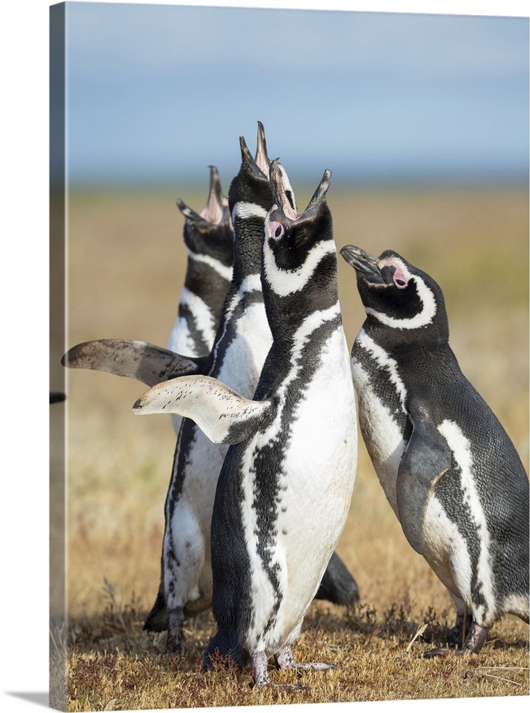 Magellanic Penguin social interaction and behavior in a group, Falkland Islands.