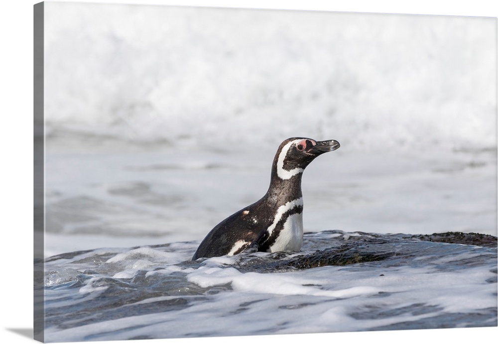 Magellanic Penguin (Spheniscus magellanicus), on beach leaving the ocean. South America, Falkland Islands, January.
