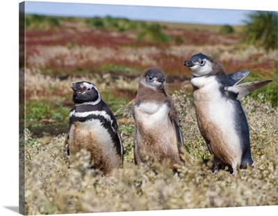 Magellanic Penguin (Spheniscus Magellanicus), Falkland Islands