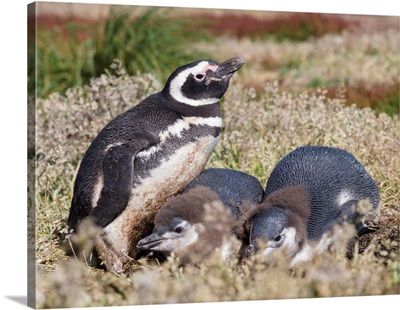 Magellanic Penguin (Spheniscus Magellanicus), Falkland Islands