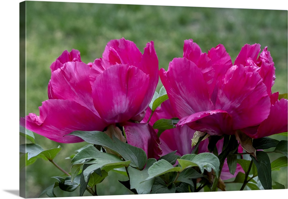Magenta Chinese peony.