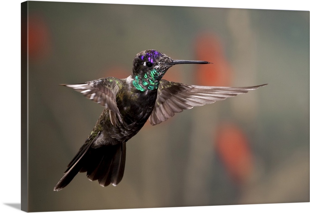 Magnificent (Rivoli's)  Hummingbird .Eugenes fulgens.Southern Arizona