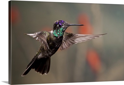 Magnificent  Hummingbird, Eugenes fulgens, Southern Arizona