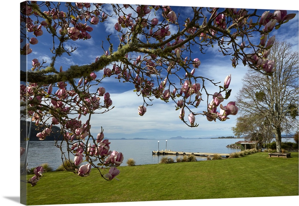 Magnolia tree in bloom, and Lake Taupo, Braxmere, Tokaanu, near Turangi, North Island, New Zealand