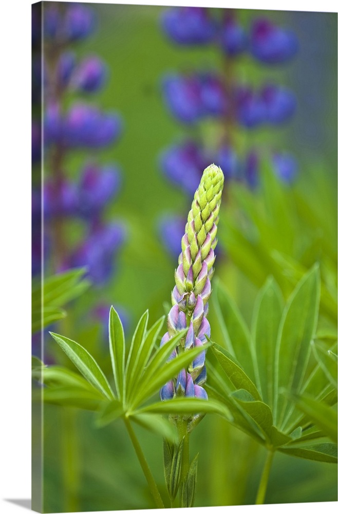 USA, Maine, Acadia National Park. Close-up of lupine flower bud starting to bloom.