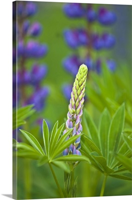 Maine, Acadia National Park. Close-up of lupine flower bud starting to bloom