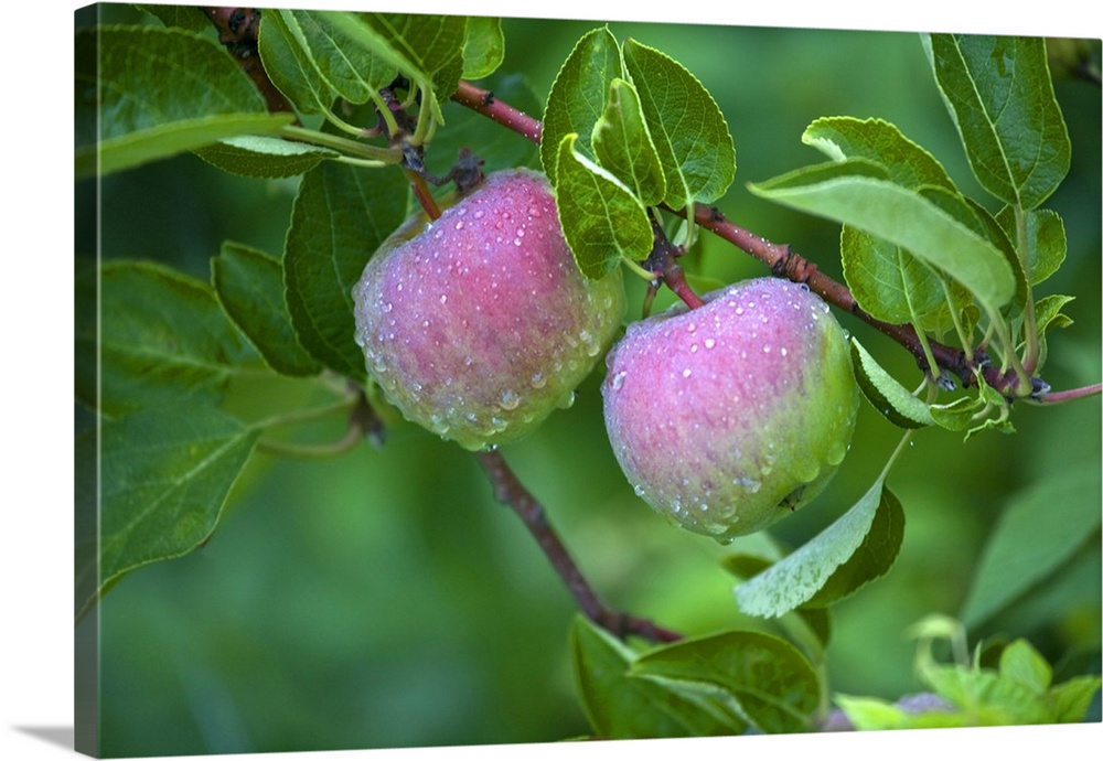 USA, Maine, Harpswell. Close-up of dew-covered apples on tree.