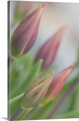 Maine, Harpswell. Tulip buds in a flower garden on a foggy day