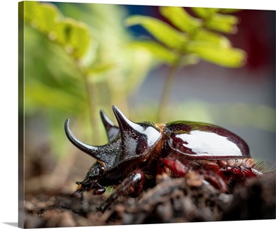Major Ox, Elephant, or Hercules beetle showing horns, Strategus aloeus, wild, Florida