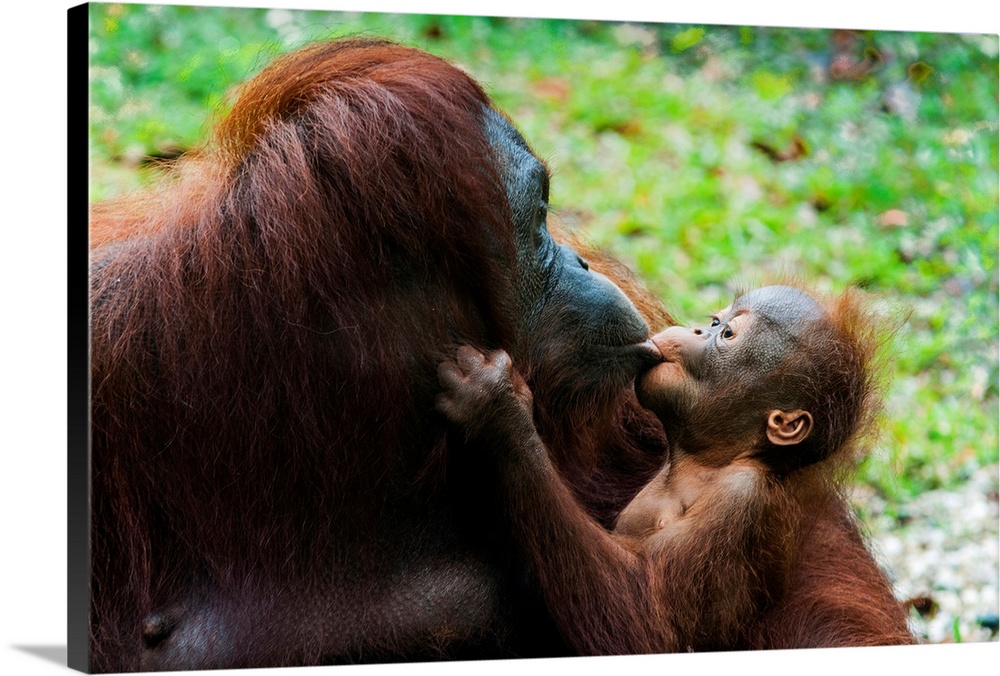 Malaysia, Malaysian Borneo, Sarawak, Semenggoh Nature Reserve, Orangutan (Pongo pygmaeus) mother and baby.