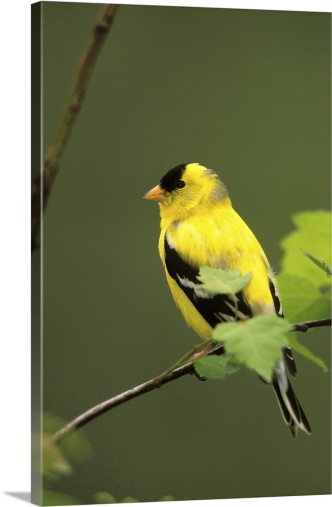 Male American Goldfinch (Carduelis Tristis).