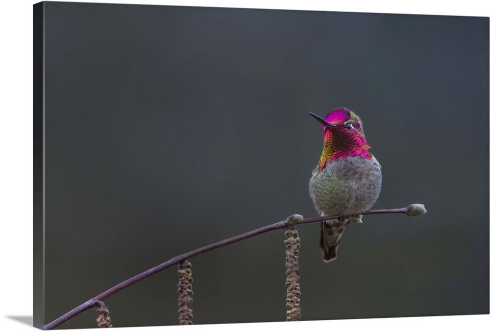 USA, Washington State. Male Anna's Hummingbird (Calypte anna) flashes its iridescent gorget.