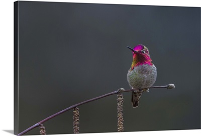 Male Anna's Hummingbird lashes its iridescent gorget
