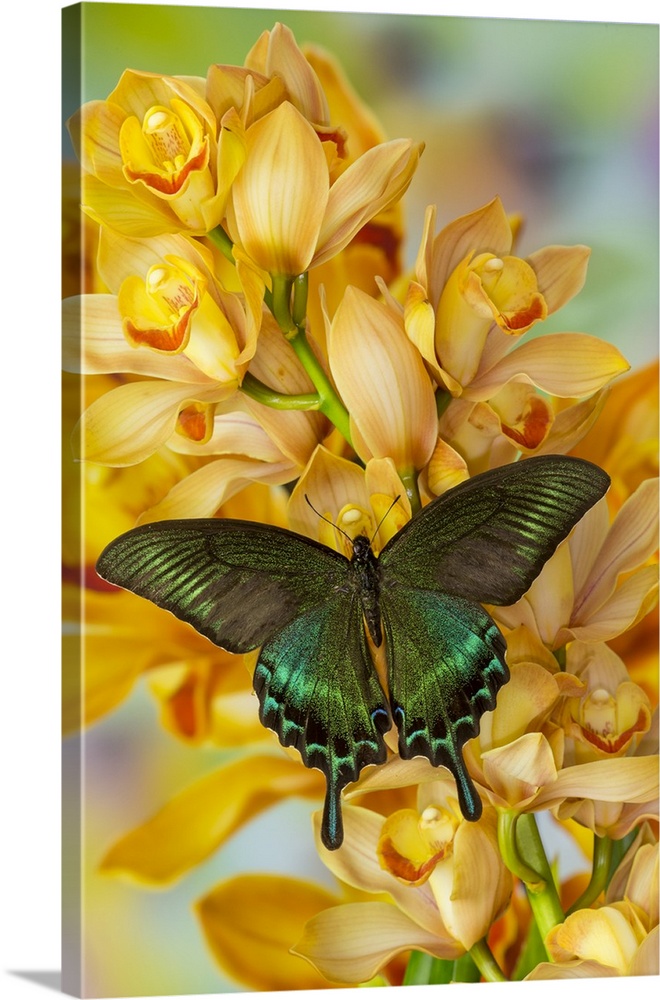 Male Asian swallowtail butterfly, Papilio bianor, on large golden cymbidium orchid