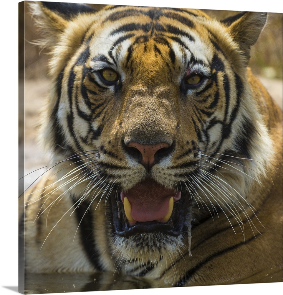 Asia. India. Male Bengal tiger enjoys the cool of a water hole at Bandhavgarh Tiger Reserve.