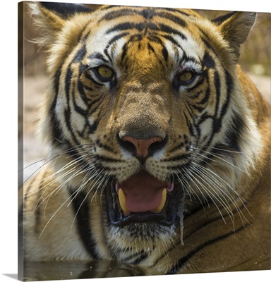 Male Bengal Tiger Enjoys The Cool Of A Water Hole At Bandhavgarh Tiger Reserve