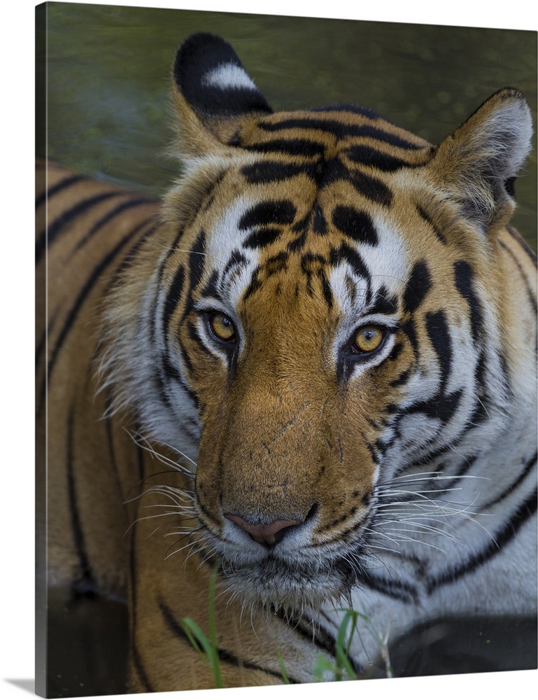 Asia. India. Male Bengal tiger enjoys the cool of a water hole at Kanha Tiger Reserve.