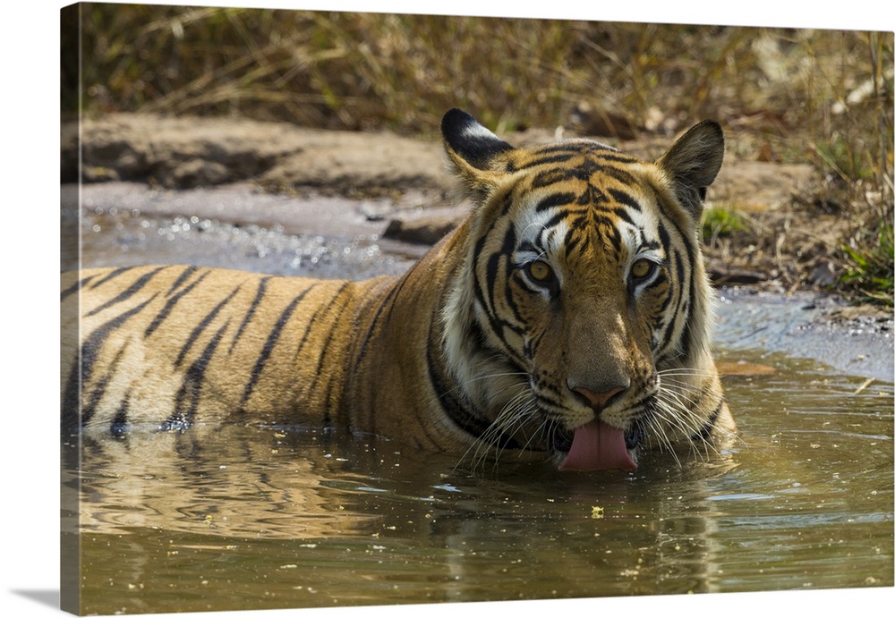 Asia. India. Male Bengal tiger enjoys the cool of a water hole at Bandhavgarh Tiger Reserve.