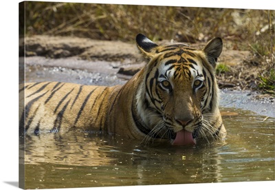 Male Bengal Tiger Enjoys The Cool Of A Water Hole At Bandhavgarh Tiger Reserve