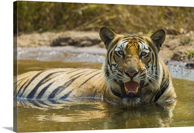 Male Bengal Tiger Enjoys The Cool Of A Water Hole At Bandhavgarh Tiger Reserve