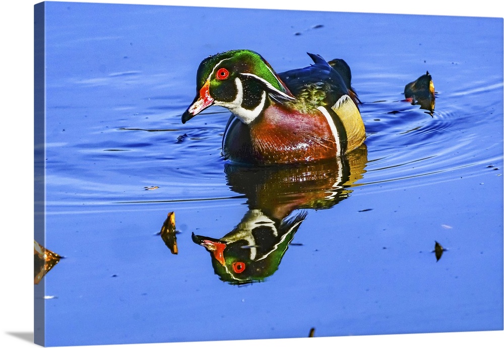 Male Carolina duck, Juanita Bay Park, Kirkland, Washington State.