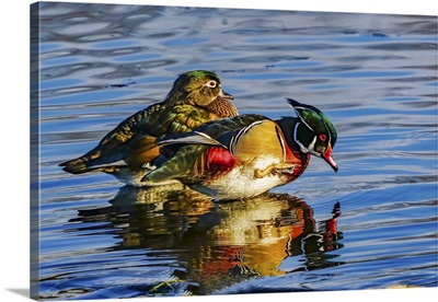 Male Carolina Duck, Juanita Bay Park, Kirkland, Washington State