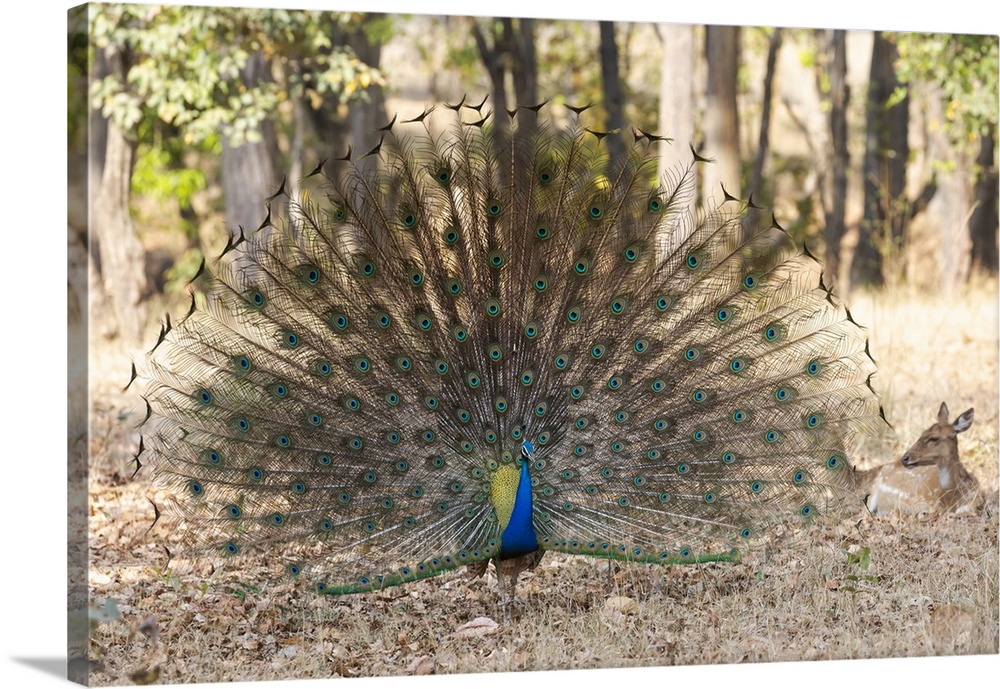 India, Madhya Pradesh, Kanha National Park. A male Indian peafowl displays his brilliant feathers.
